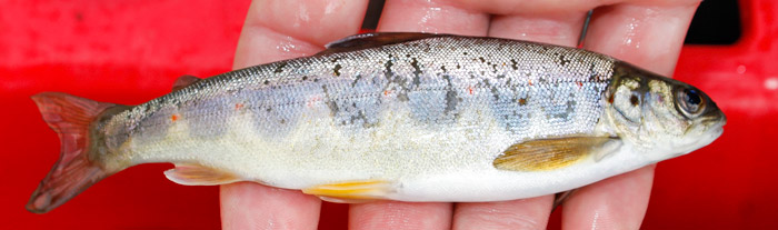Laksesmolt