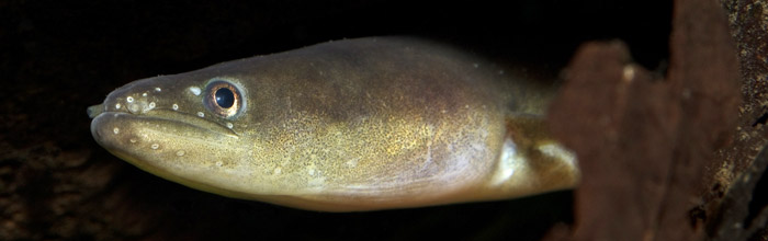 Satelitsendere på ål har afsløret en helt unik vandringsadfærd