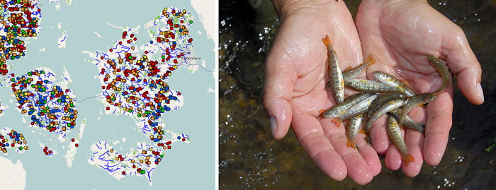 Ørredkortet viser, hvor der er fundet naturlig ørred- og lakseyngel i danske vandløb