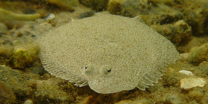 Pighvarre