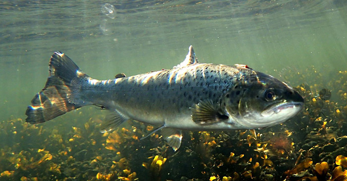 Havørred i Limfjorden. Foto: Susanne Worm
