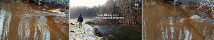 Laks og ørreder gyder med succes på samme stryg
