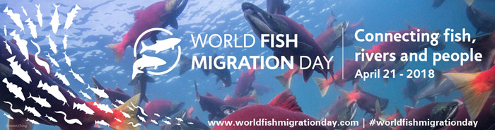 World Fish Migration Day er aktiviteter til gavn for fisk i hele verden