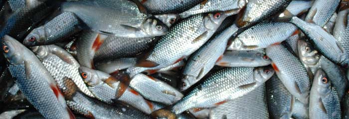 Fangststatistik ferskvandsfisk - her fangst af skaller