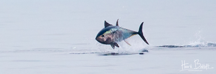 Blåfinnet tun springer i dansk farvand. Foto Henrik Baktoft