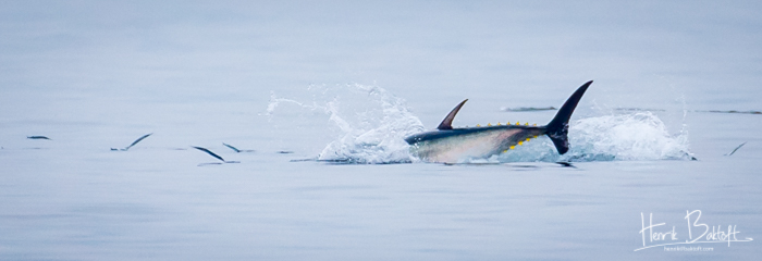 Blåfinnet tun jager fisk i farvandet udenfor Skagen Havn. Foto Henrik Baktoft