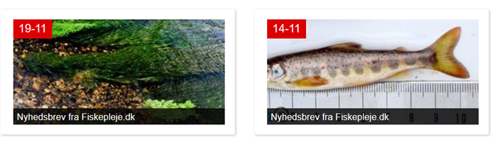 Nyheder om fisk i danske vandløb, søer og kystnære områder
