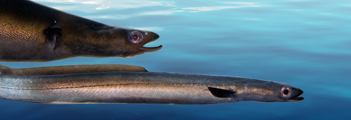 Ål