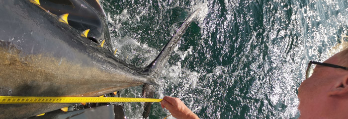 Tun -Atlantisk blåfinnet tun opmåling af længde