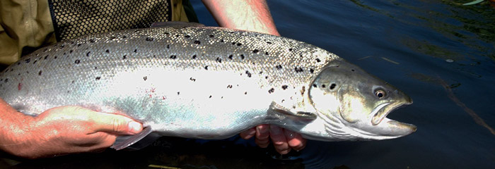 Havørred fra fjord på Sjælland. Foto: Peter W. Henriksen, Limno Consult/Fishing Zealand