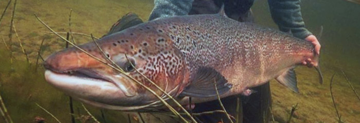 Atlantisk laks - skånsom genudsætning under vand øger overlevelsen på laksen - Photo credit Olderø fly fishing lodge - flyfishingnation