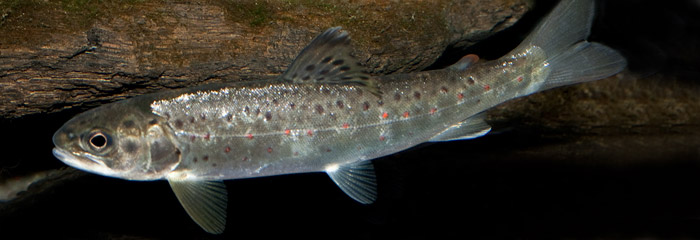 Ørredsmolt