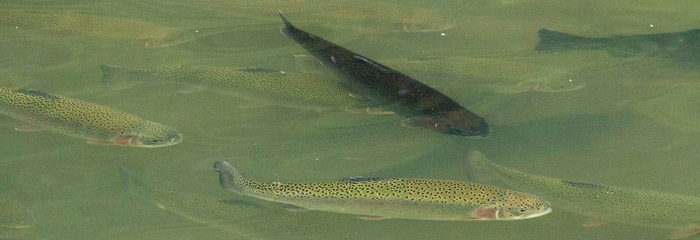 Ihn fiskesygdommen har angrebet ørreder i dambrug