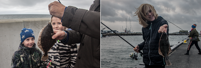 Nyt projekt vil bidrage til mere biodiversitet og flere fisk i danske havne. Foto: Rune Westphal.