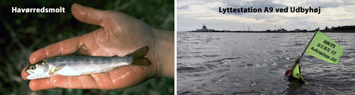 Smolt og lyttestation ved Udbyhoej