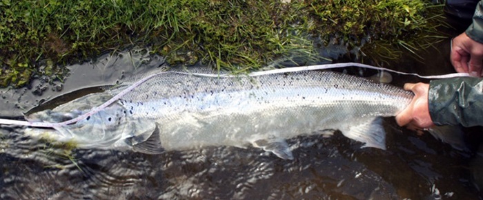 Lakseforvaltning - længdegrænsen mellem grilse og storlaks 73 cm