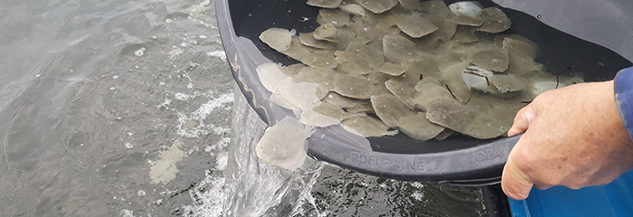 Pighvarreyngel udsættes i Roskilde Fjord af Gershøj Fritidsfiskerforening (DAFF) i slutningen af oktober sammen med lokale deltagere. Foto Fishlab.
