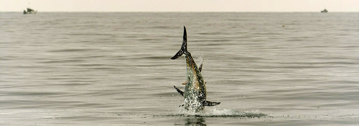 Blåfinnet tun springer i Kattegat. Foto Kim Birnie-Gauvin