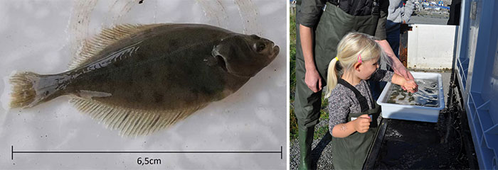 Skrubbe til udsætning og stemningsbillede fra skrubbeudsætning. Foto: Mette K. Schiønning og Niels Lynggaard.