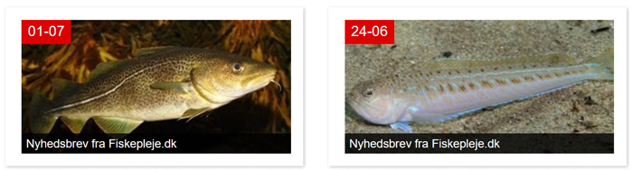 Nyhedsbreve fra Fiskepleje.dk