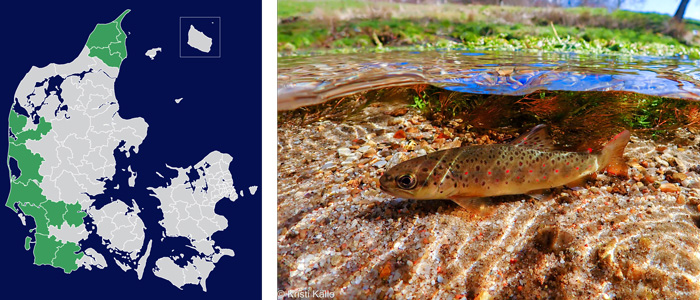 Danmarks kort viser med grønt de kommuner hvor fiskebestanden bliver undersøgt i 2024. Undevandsfotoet viser en ½-års ørred som er naturlig produceret i vandløbet.