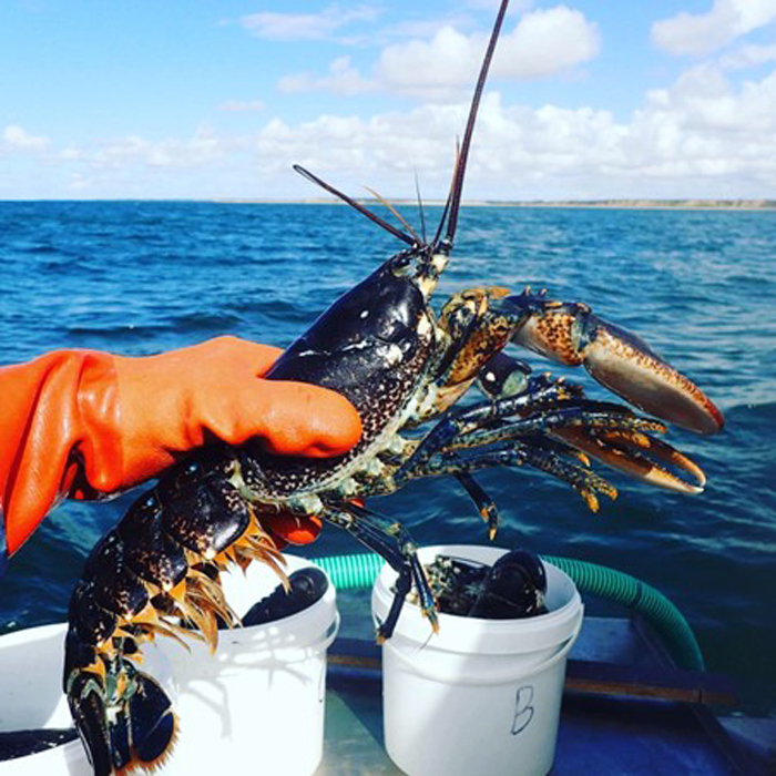 Stort Hummer (Homarus gammarus)