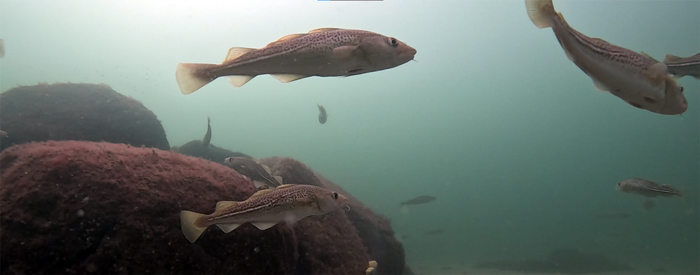 Torsk svømmer rundt ved stenrev