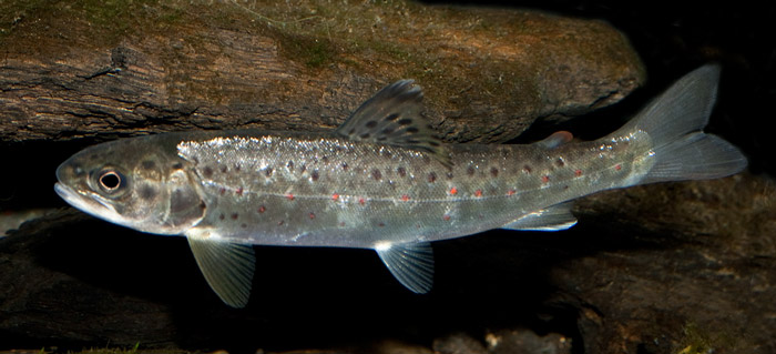 Ørredsmolt
