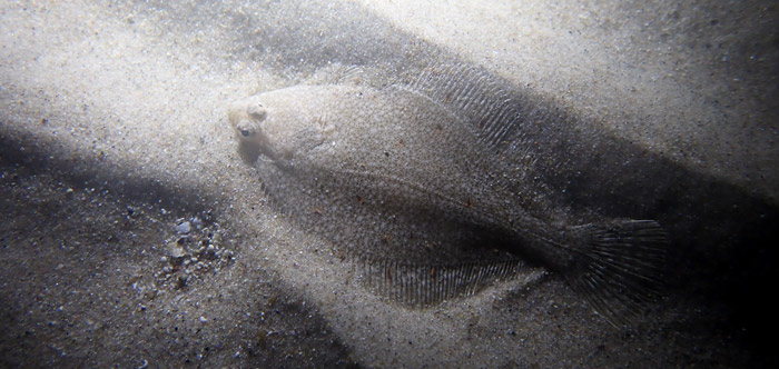 Skrubbe lige delvis nedgravet i sand