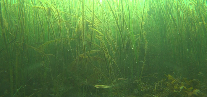Undervandsbillede fra Vejle Fjord