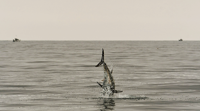 Blåfinnet tun springer af vandet. Foto Kim Birnie Gauvin
