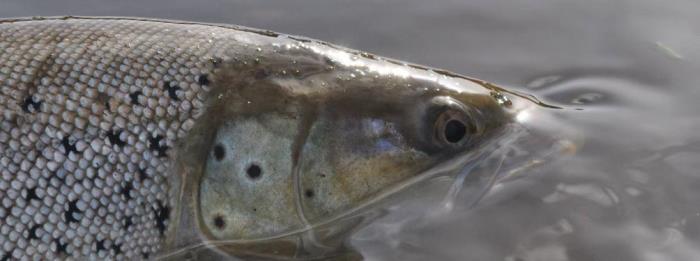 Størstedelen af de lystfiskerfangede kystørreder genudsættes