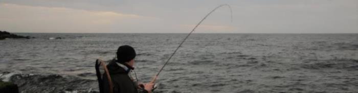 Havørred fiskeriet i efteråret 2019 var som gennemsnittet