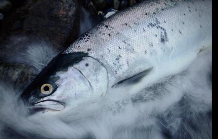 Der genudsættes flere kystørreder jo nærmere fredningen kommer