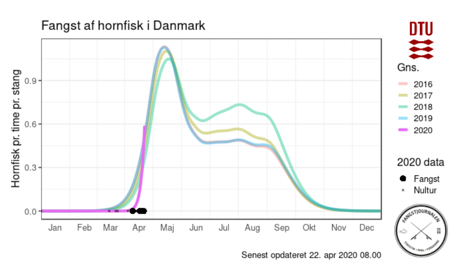 Hornfisk fiskeriet er godt i gang