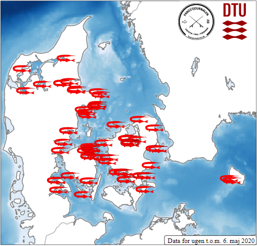 Kortet finder du nederst på hjemmesiden https://fishforecasts.dtu.dk/forecasts/hornfisk