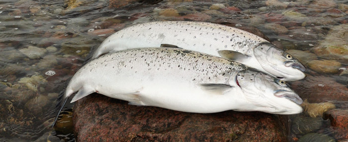 Havørredfangst på kysten