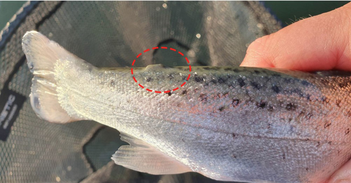 Mærket ørredsmolt som mangler fedtfinnen