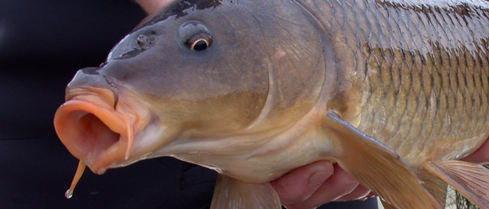 Fiskeri efter karpe - Fiskepleje.dk