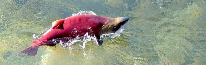 Sockyelaks på vandring til gydepladserne i Fraser River i British Columbia