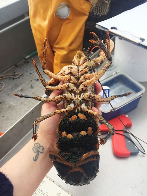 Hunhummer fyldt med sorte rogn på undersiden af halen. Foto: Mette K. Schiønning.