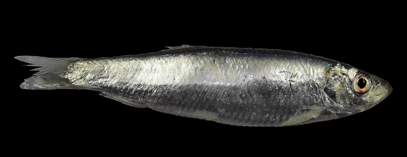 Brisling. Foto: Hans Hillewaert, WikiMedia Commons