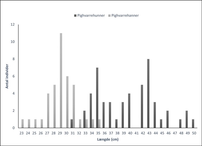 Længdefordelingen af 90 opmålte pighvarrestamfisk fra Det Sydfynske Øhav. Mørkegrå søjler indikerer hunner (n = 51), og lysegrå søjler indikerer hanner (n = 39).