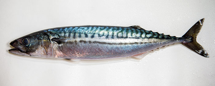 Makrel (Scomber scombrus)