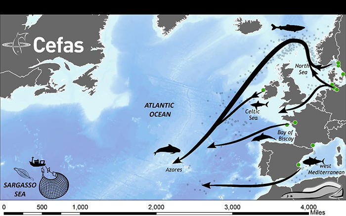 Migration paths of European eels to the Sargasso Sea (arrows).  Release locations are shown as green circles.  Predators are shown in silhouette. The locations of trawl surveys for larval eels that have demonstrated the location of spawning are shown by the fishing vessel.