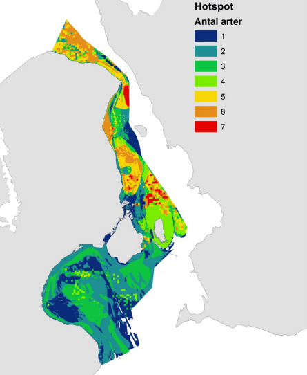 Kortet viser, hvor mange fiskearter ud af projektets syv fokusarter, som i løbet af deres livscyklus bruger en given del af Øresund som habitat