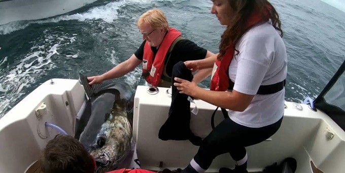 Forskere fra DTU Aqua måler og mærker en blåfinnet tun i forbindelse med tunmærkningen i 2018. Foto: Kim Birnie-Gauvin, DTU Aqua Forskere fra DTU Aqua måler og mærker en blåfinnet tun i forbindelse med tunmærkningen i 2018. Foto: Kim Birnie-Gauvin, DTU Aqua