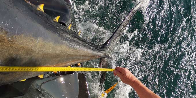 Bluefin tuna being measured by researchers from DTU Aqua. Photo: Kim Birnie-Gauvin, DTU Aqua.