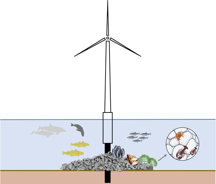 Liv på vindmøllefundament. Grafik: DTU Aqua.