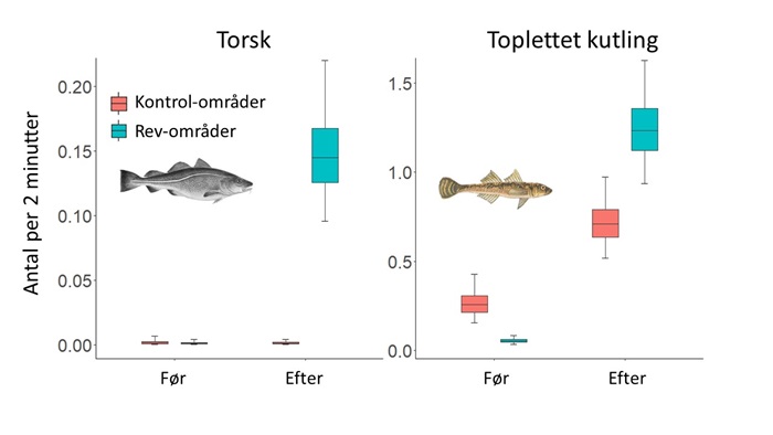 Figur der viser forekomst af torsk og toplettet kutling før og efter etablering af nye stenrev. Figur Tim Wilms